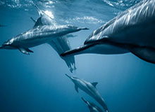 世界杯高清赛事直播入口-世界杯亚洲区预选赛中国男篮取两连胜，赵继伟：中国男篮空前团结